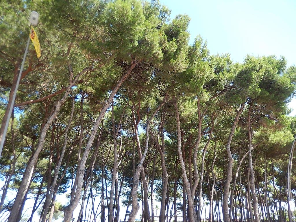 Seafront Pinewood Pineta