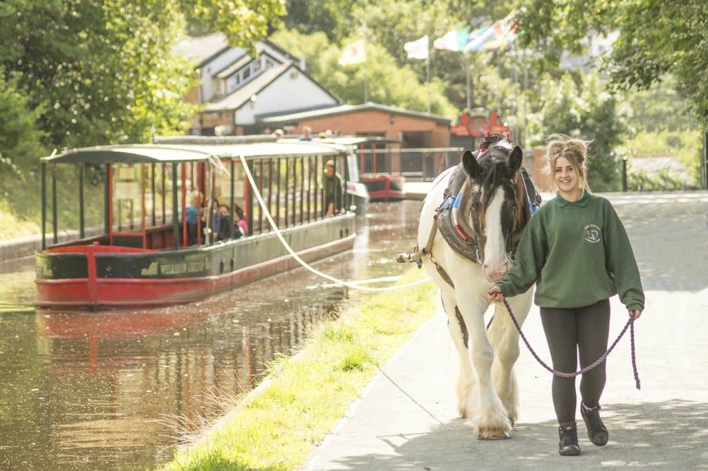 Henry the boat horse at work.