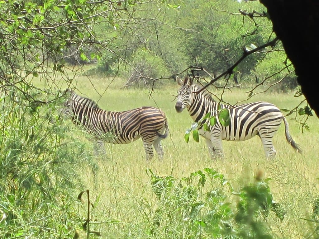 Zebra
