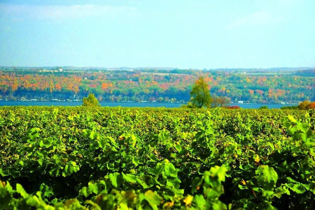 Vineyard Overlook