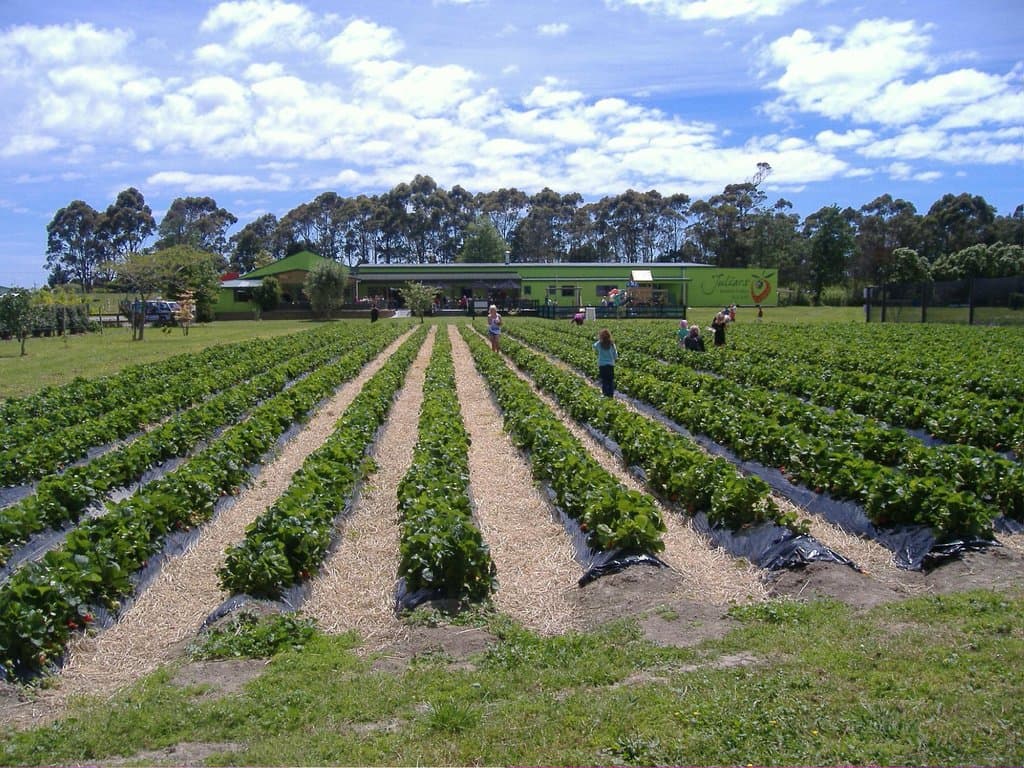View of the berry fields at Julians Berry Farm & Café, Whakatane