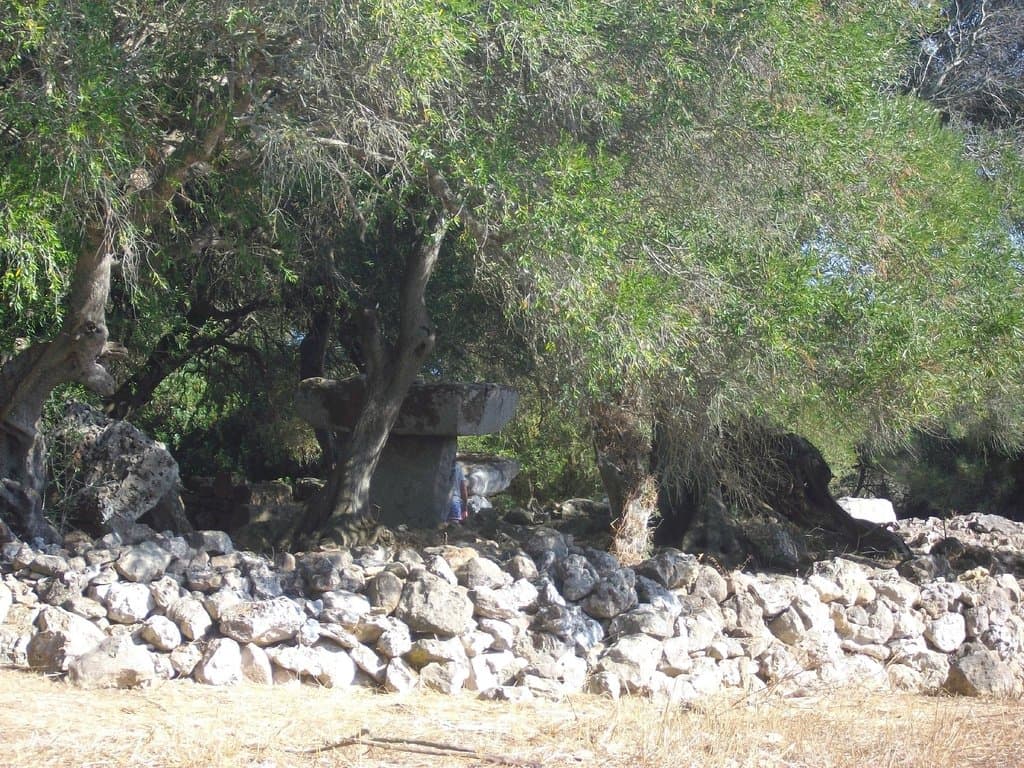 History hidden by Olive Grove(1)