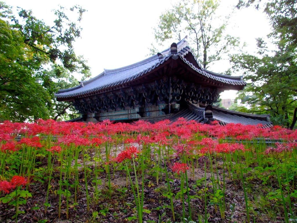 Kilsangsa en automne