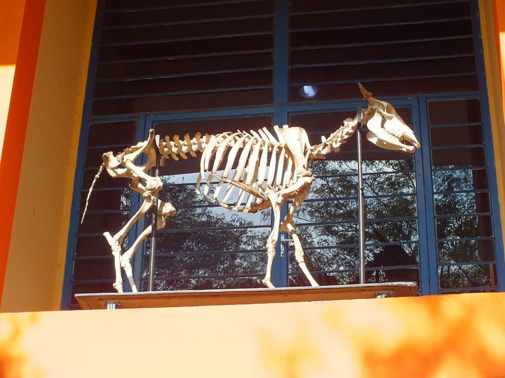 Esqueleto exposto na entrada do museu