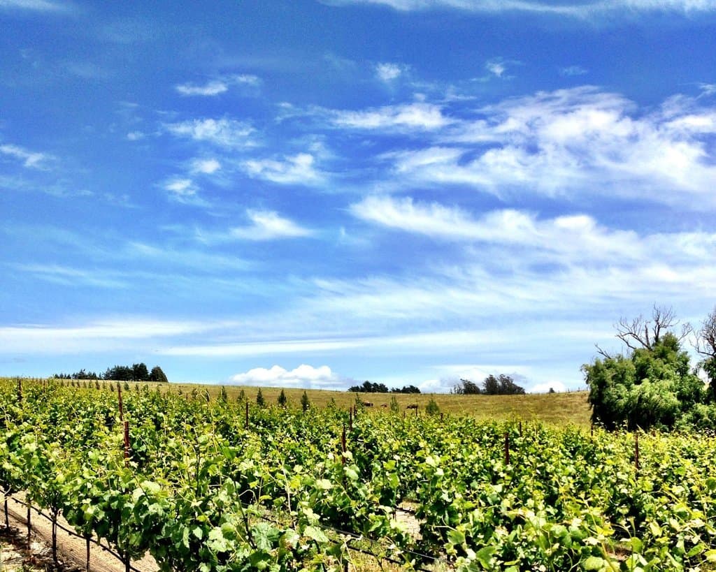 Blue skies in our Canfield Vineyard