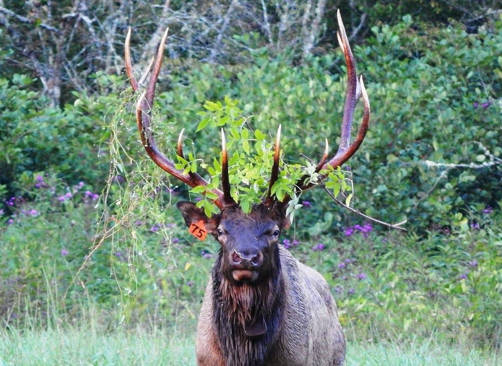 Crown bull