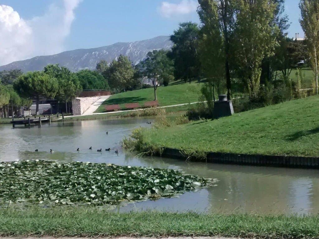 Un plan d'eau, des canards, des nénuphars et du soleil!