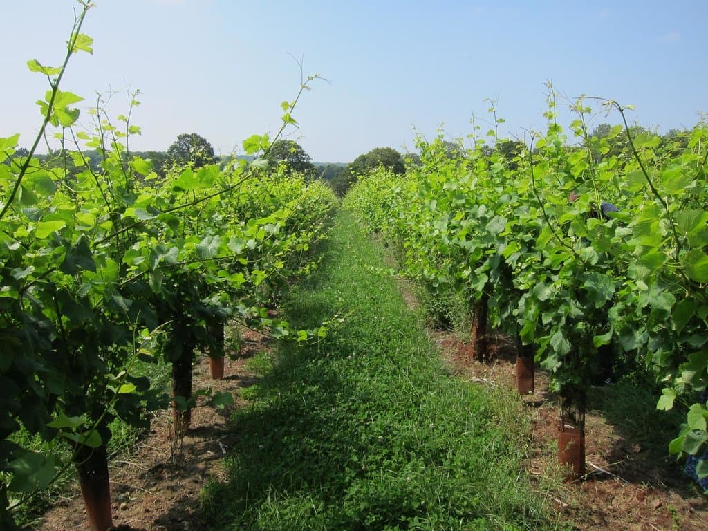 The Vines