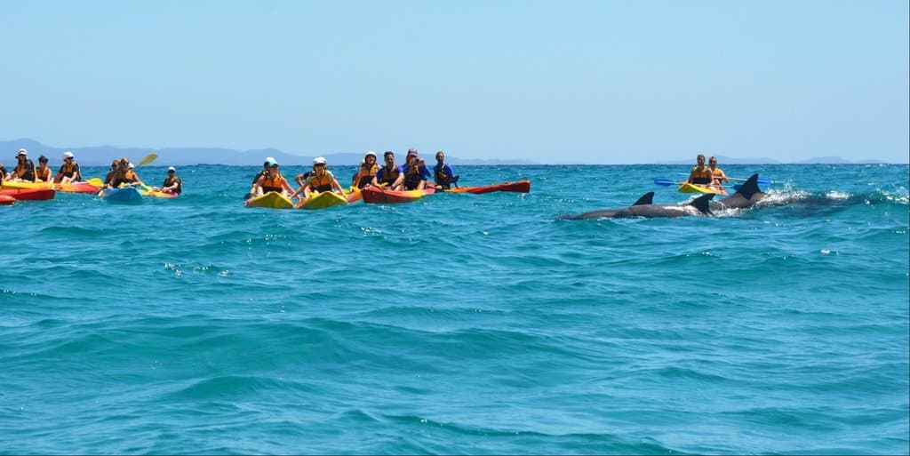 Dolphins at Watego's