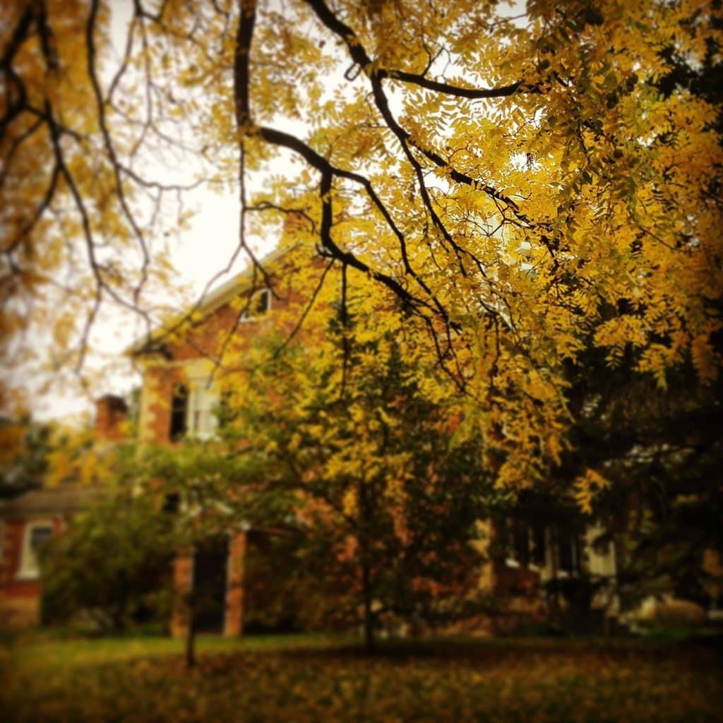 Autumn at Gibson House with the historic walnut tree