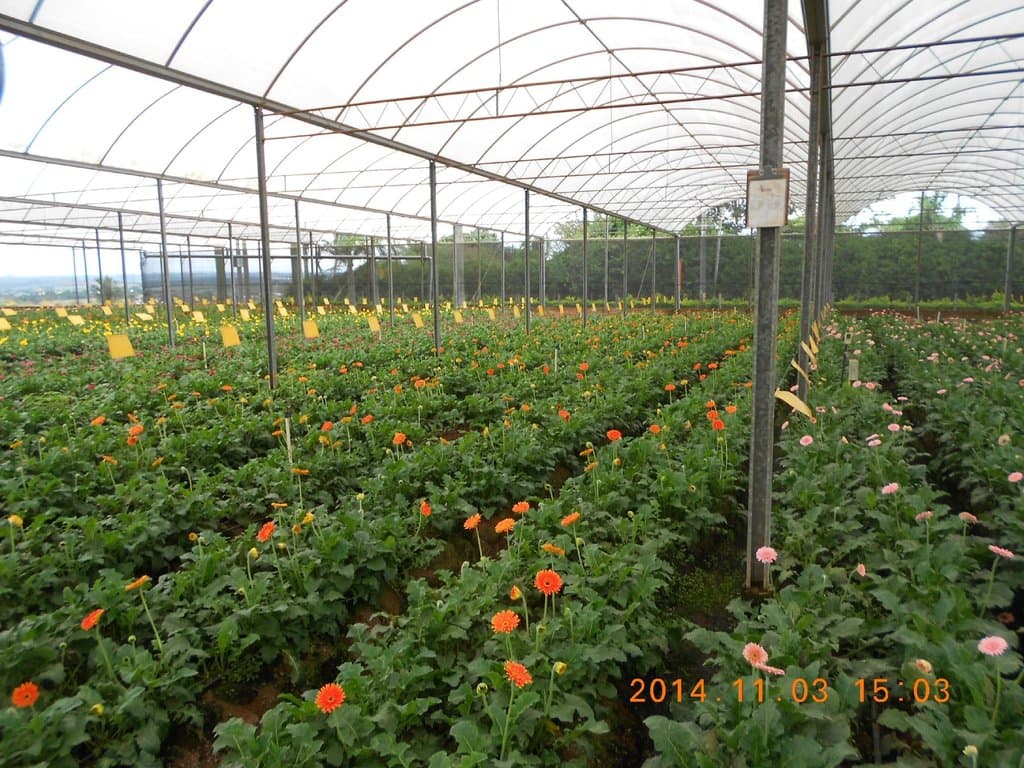 Estufa de gerberas