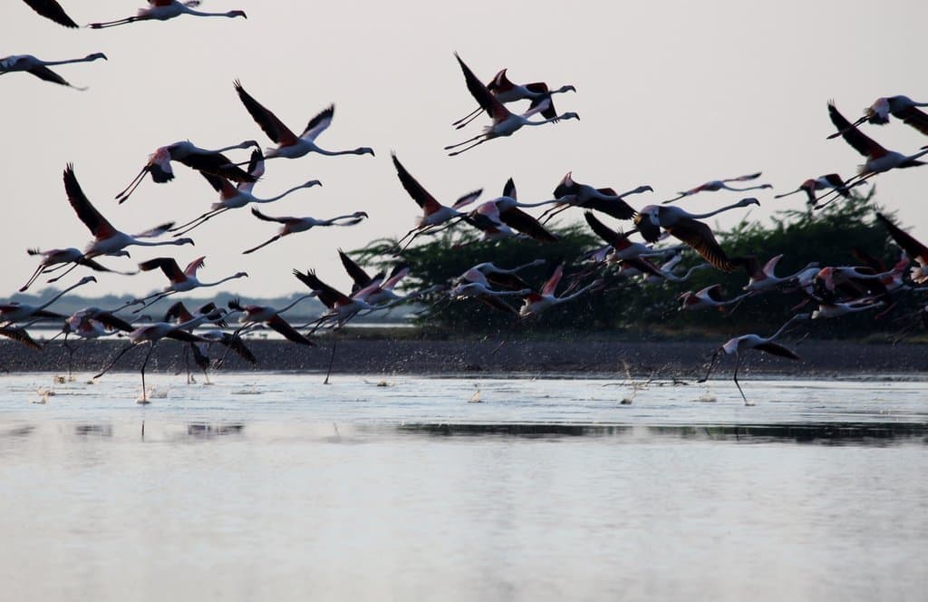 flamingoes