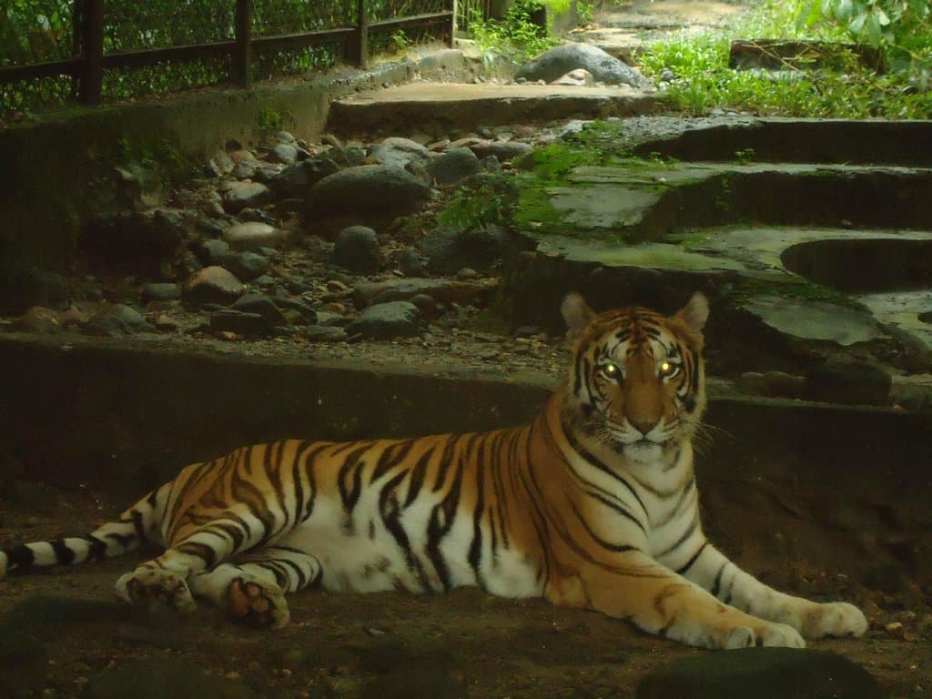 The king of the jungle.