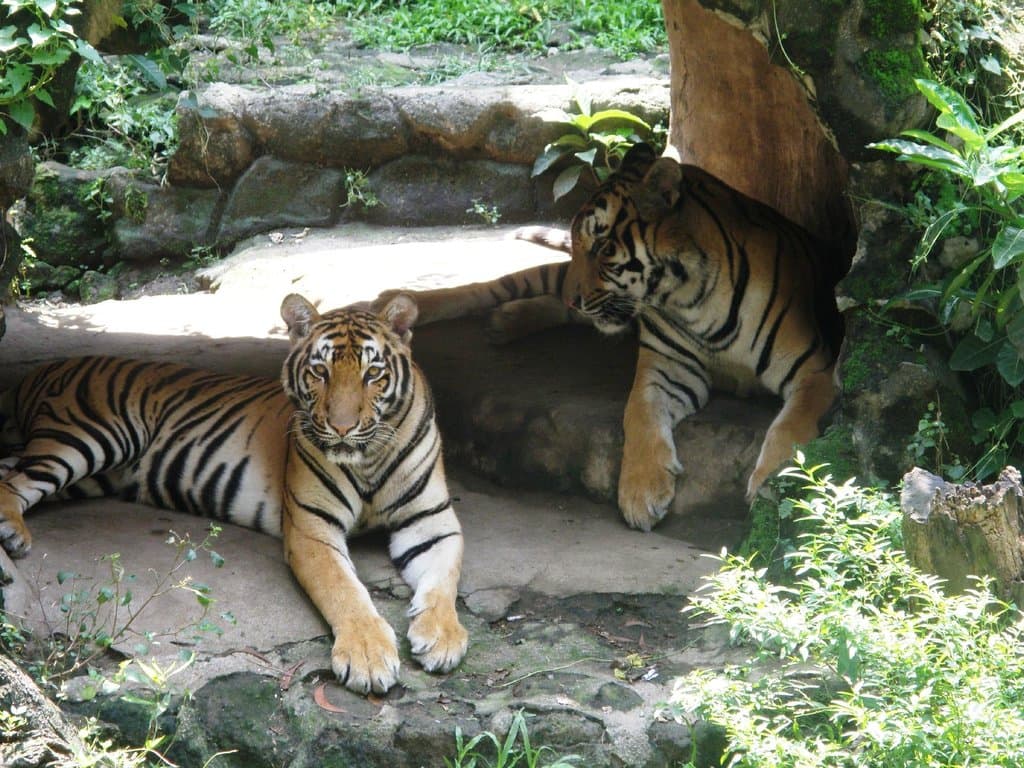 tigersss