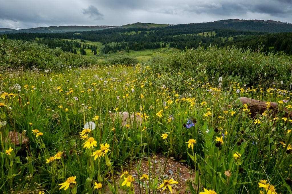 Wildflowers along Shrine Pass Road