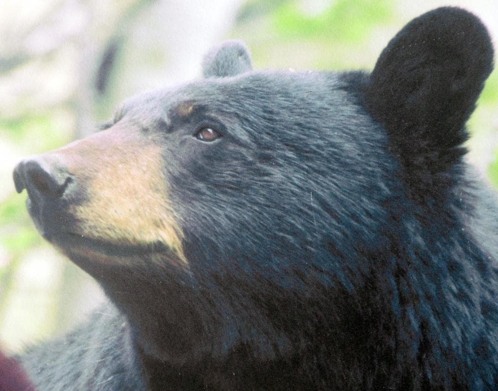 Black Bear Sign, Galena Creek Park, Reno, NV