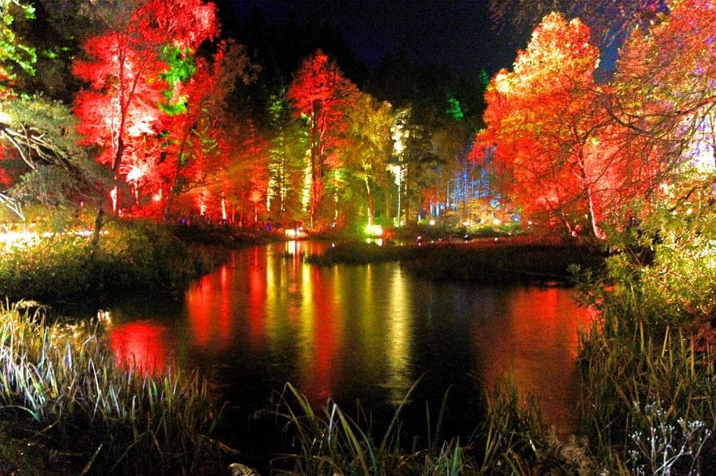 The enchanted forest