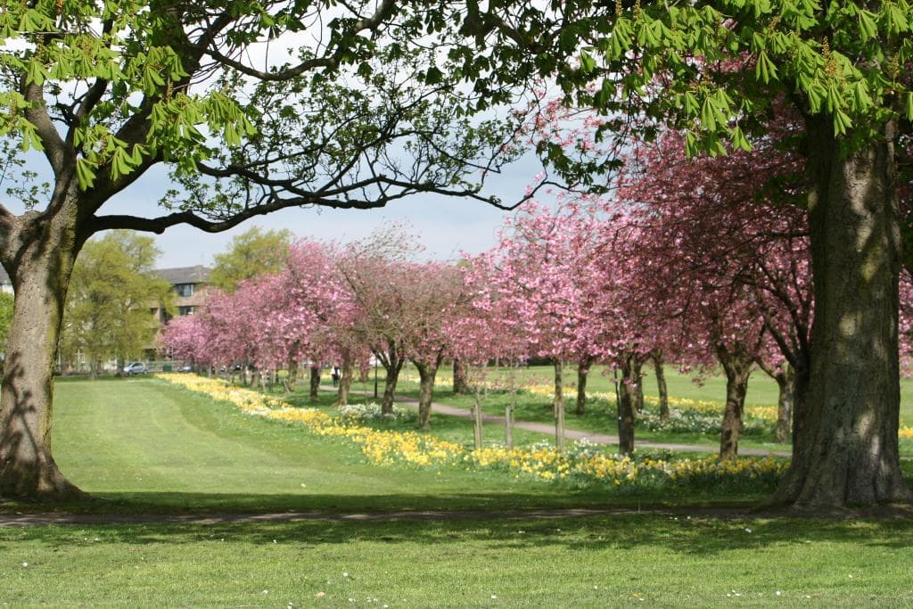 The Stray in Springtime