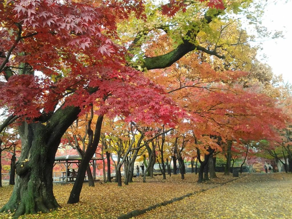 morioka park in autumn