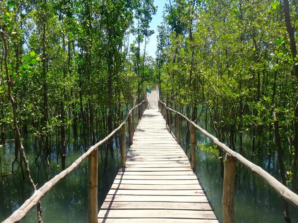 Nature Trail through the Mangrove Forest
