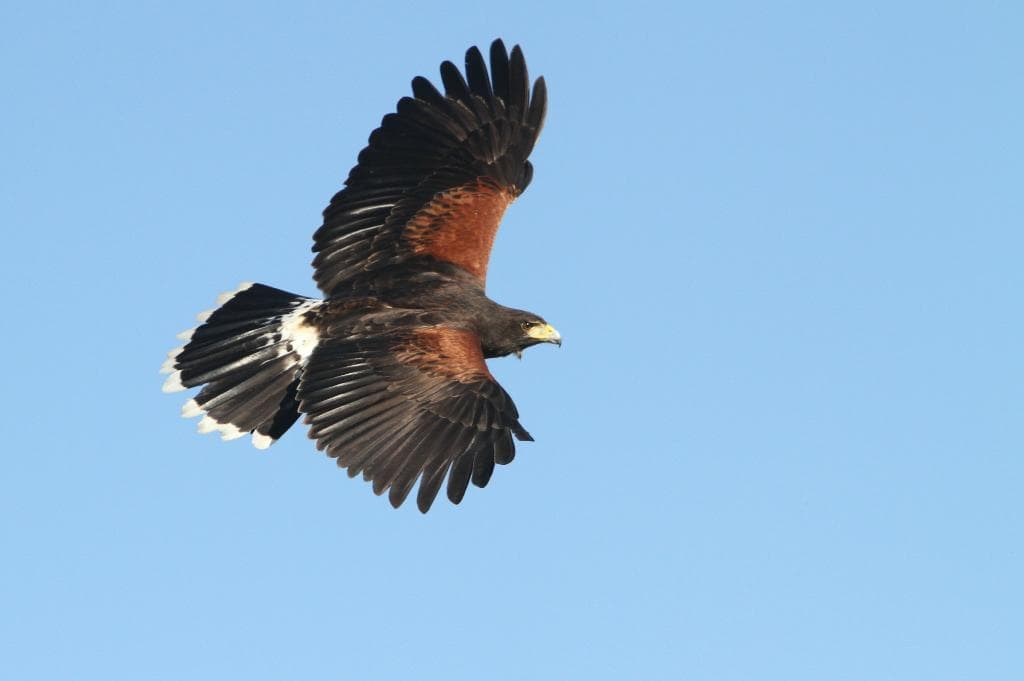 Great flight shot of the Harris hawk