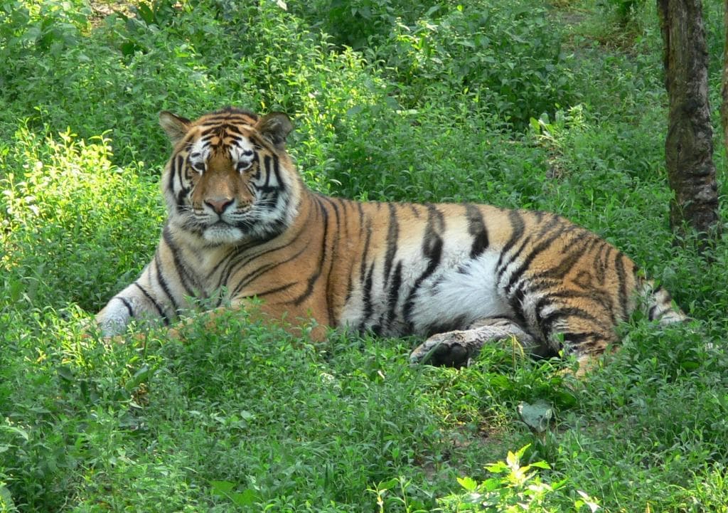 Tygrys syberyjski na wybiegi- w Nowym ZOO na Malcie w Poznaniu