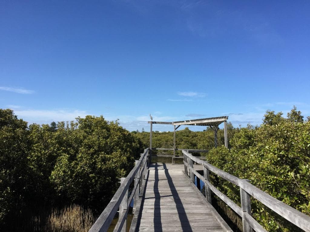 Mangrove on both side are growing fast in the summer !