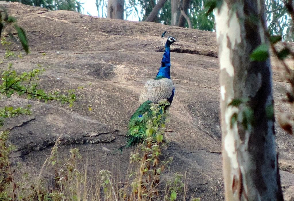 Peafowl