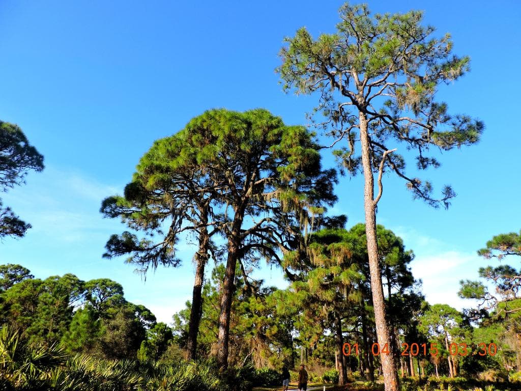 Pine trees