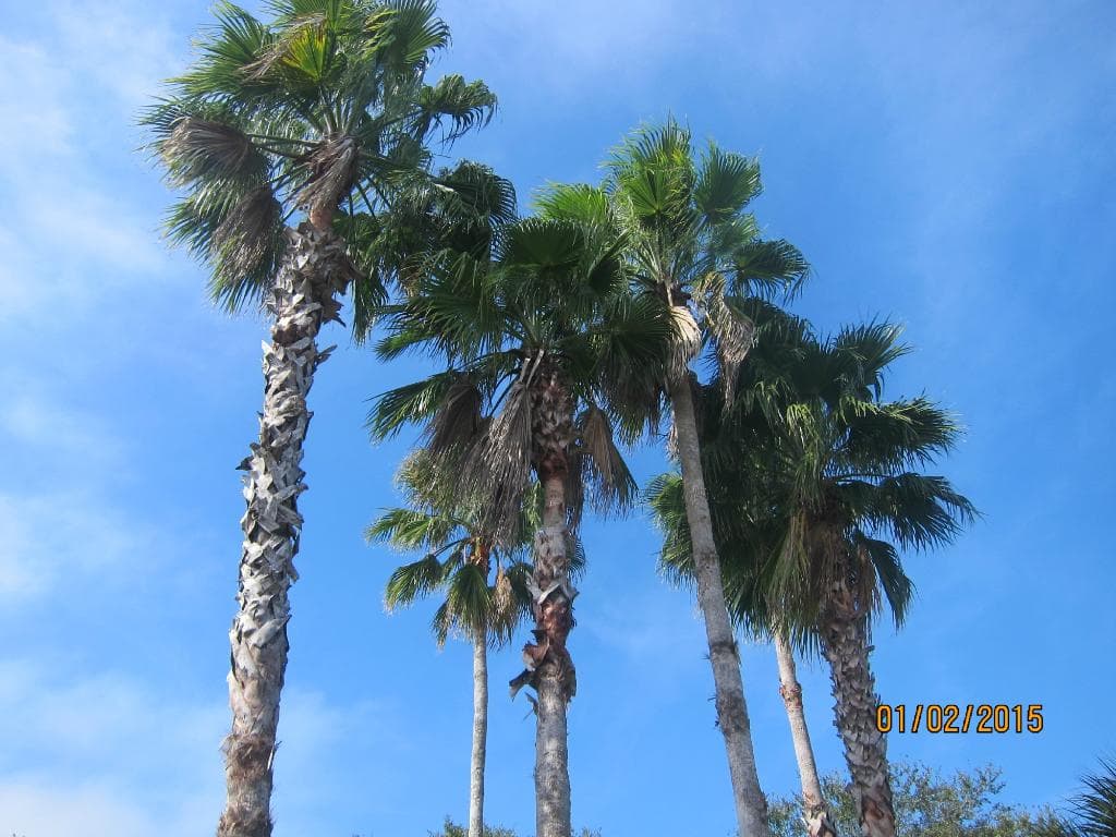 palm trees