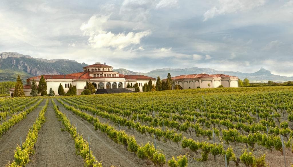 Campillo rodeada de viñedos.