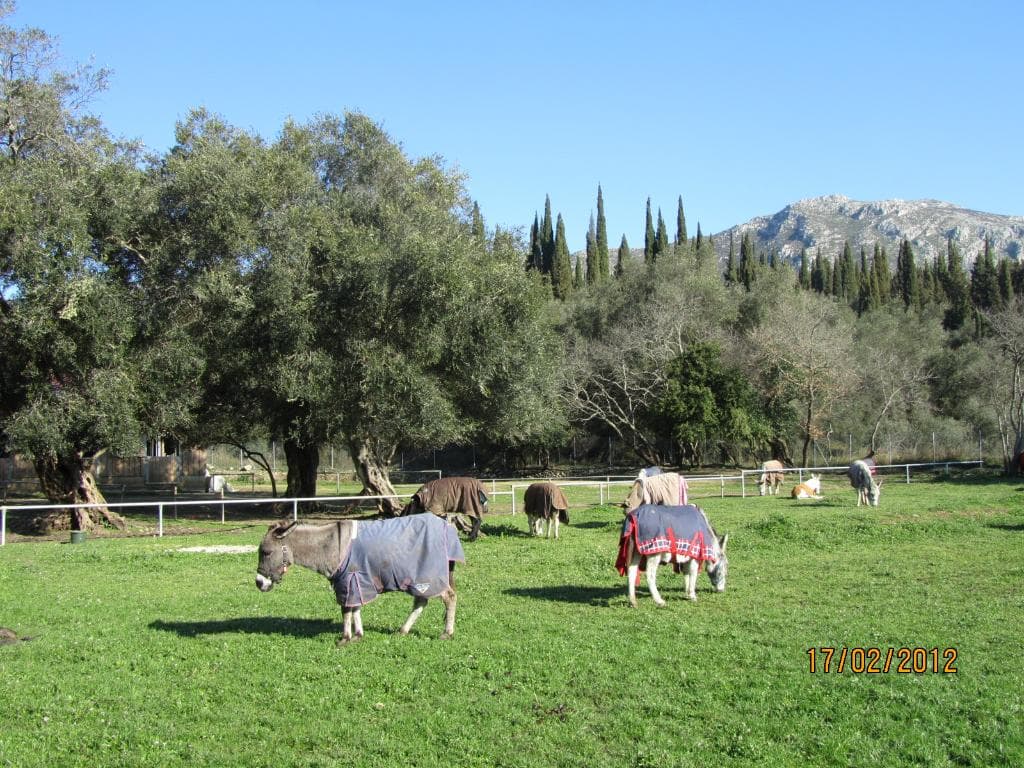 Green meadow in early spring