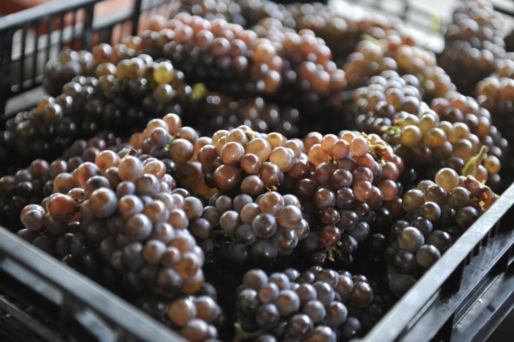 Pinot Gris