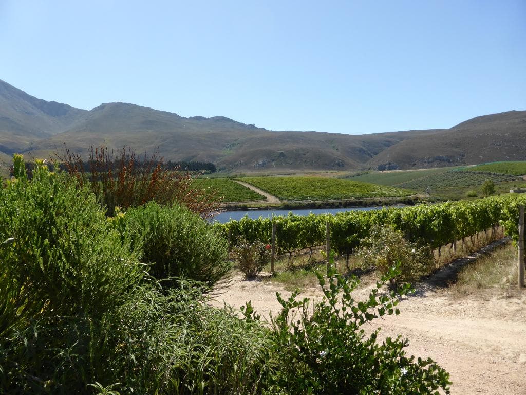 View from Creation