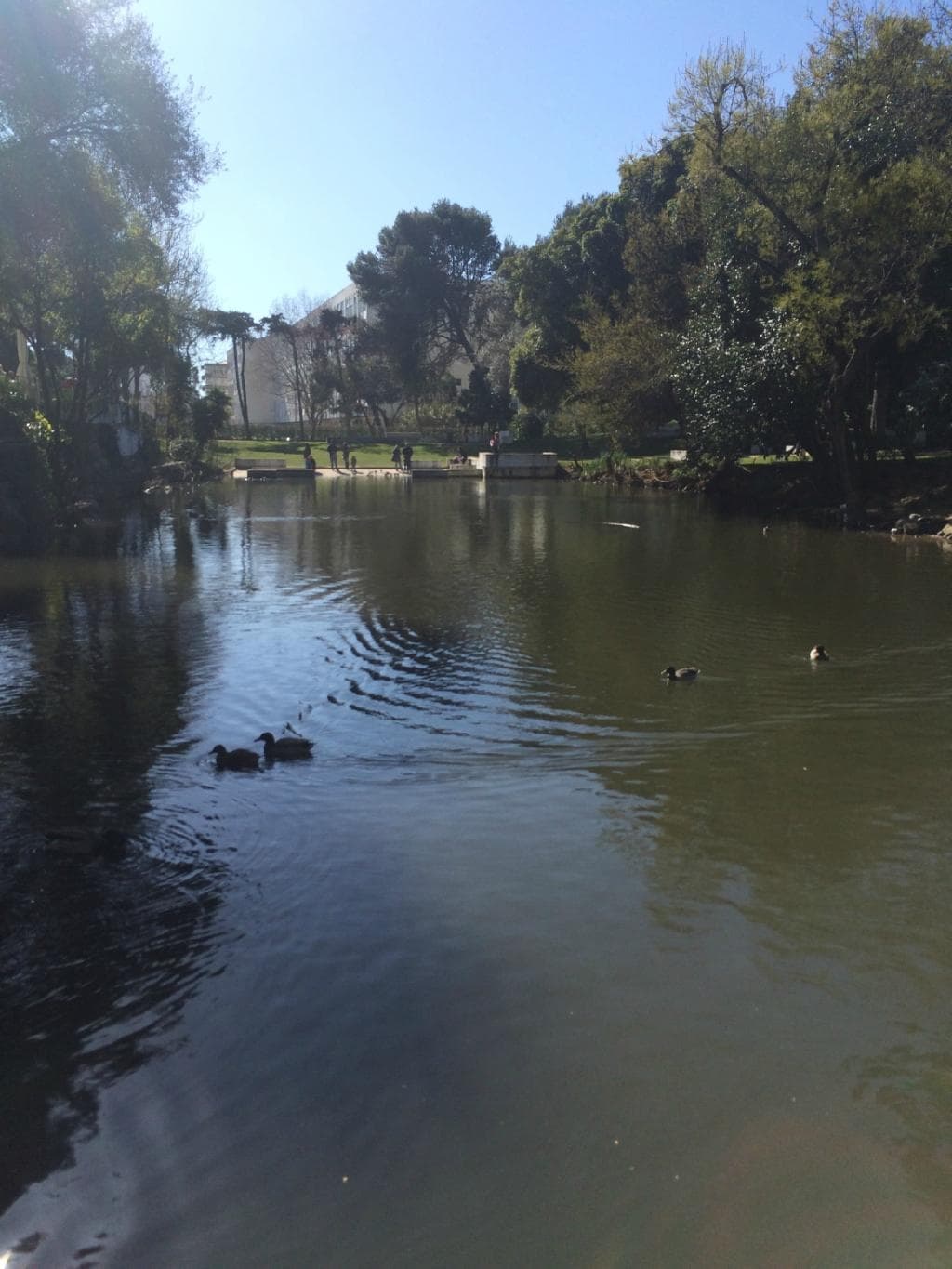 the lake