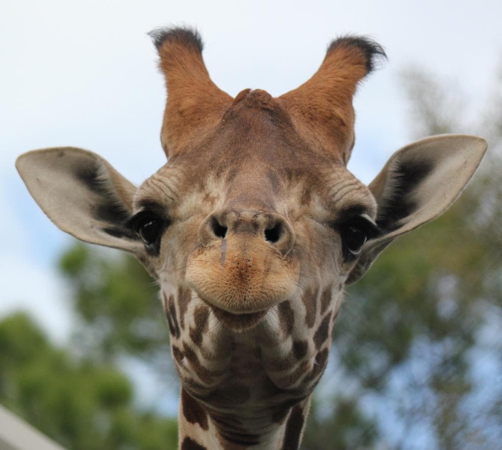 Giraffe