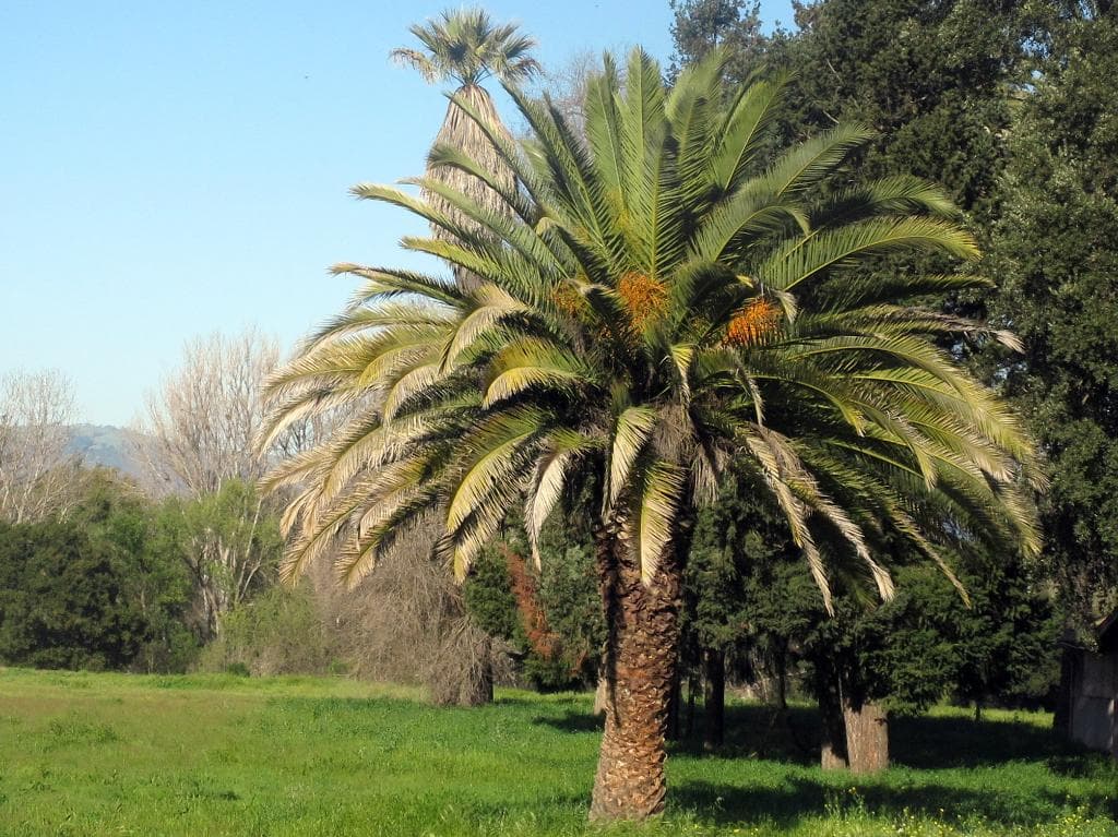 Christmas Hill Park, Gilroy, Ca