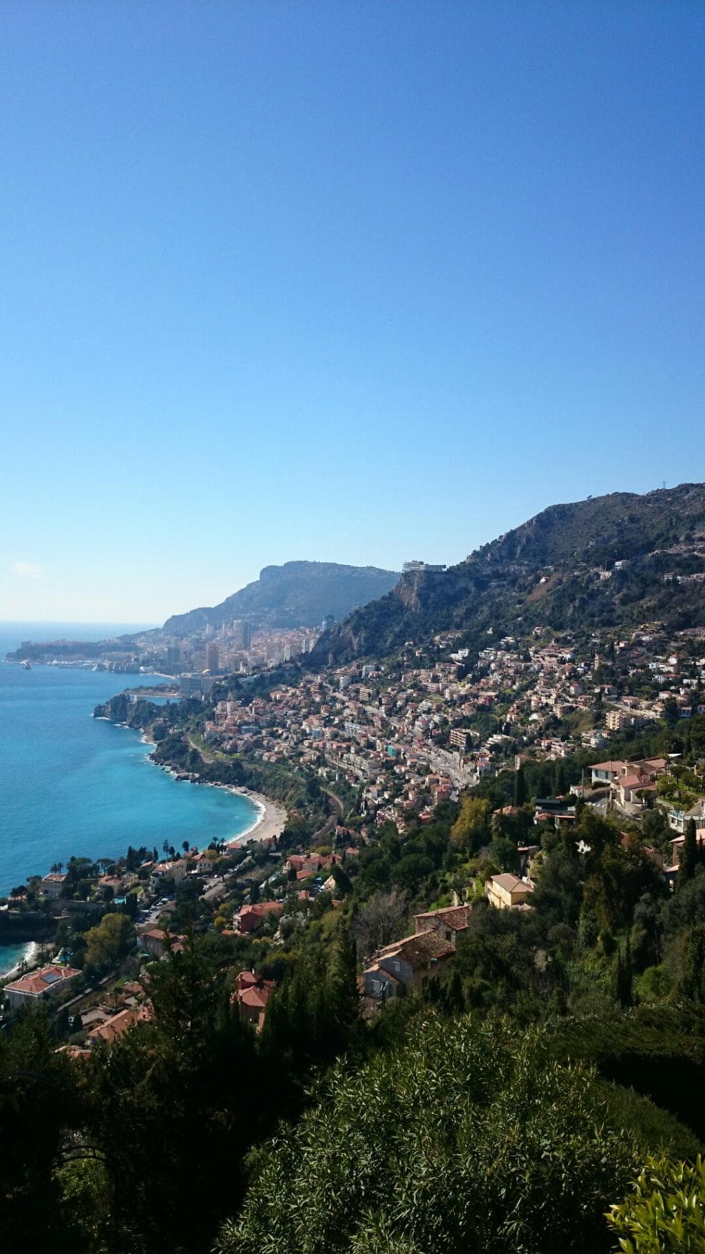 L'Olivier Millénaire