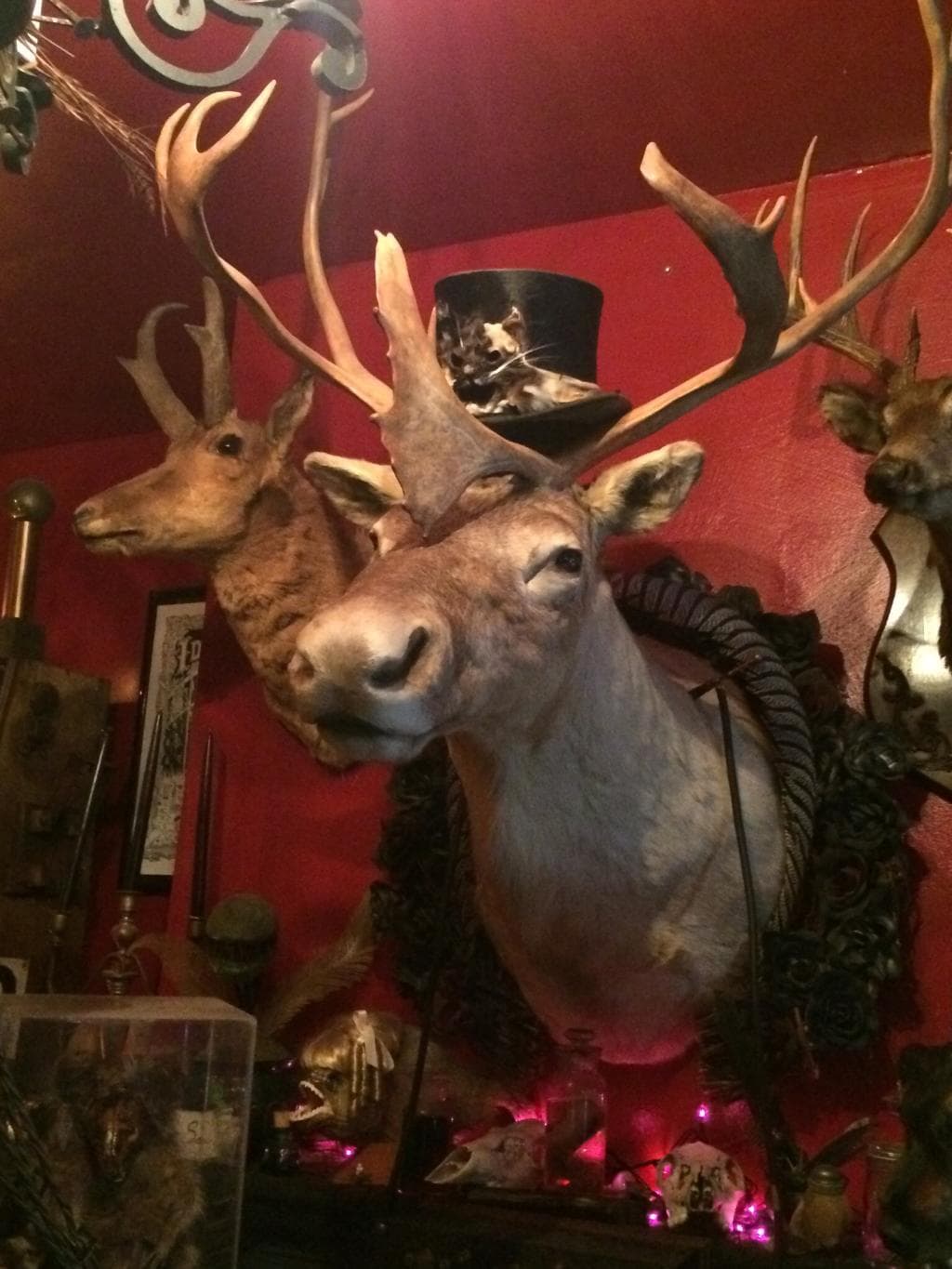 Moose