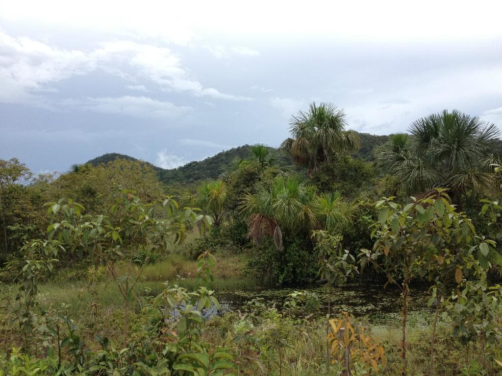 Estrada para o parque