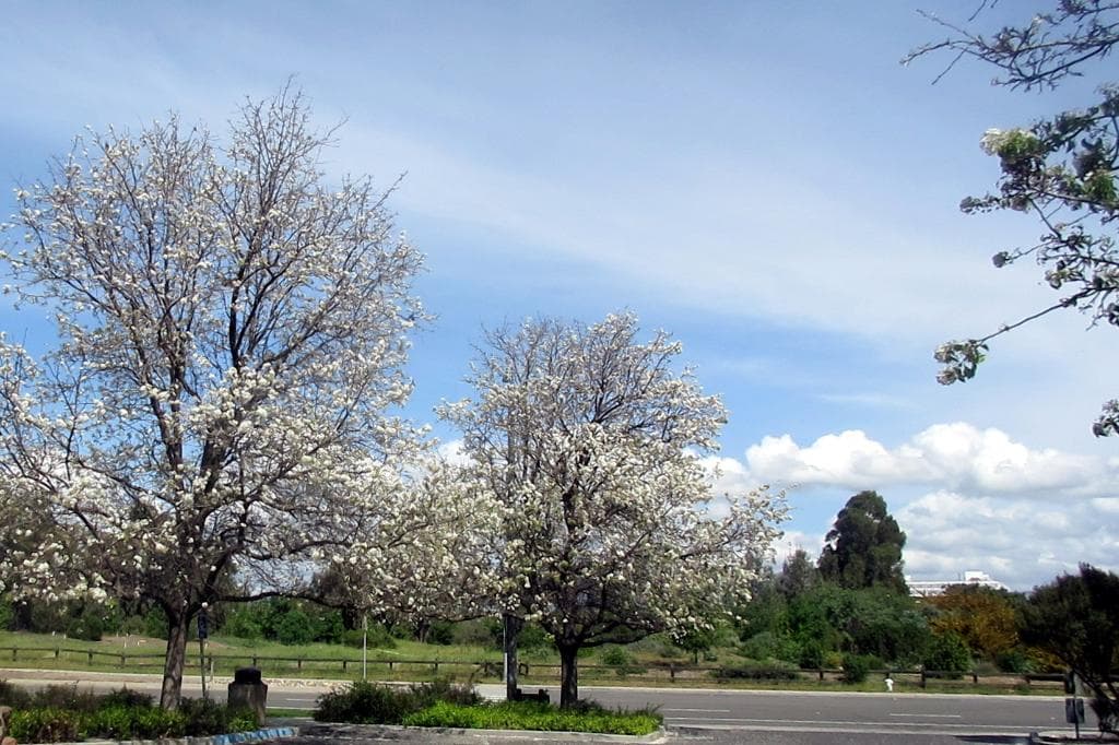 Ulistac Natural Area, Santa Clara, Ca