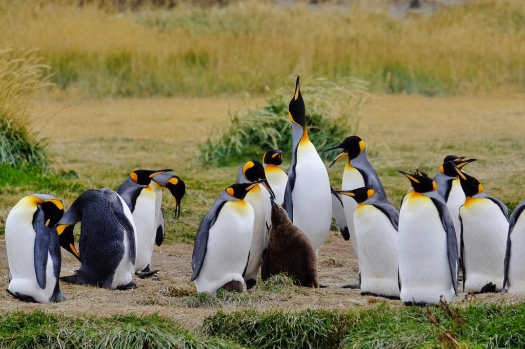 King Penguin Park (Parque Pingüino Rey)