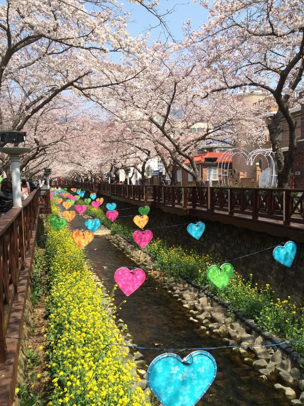 아직 만개하기전이네요