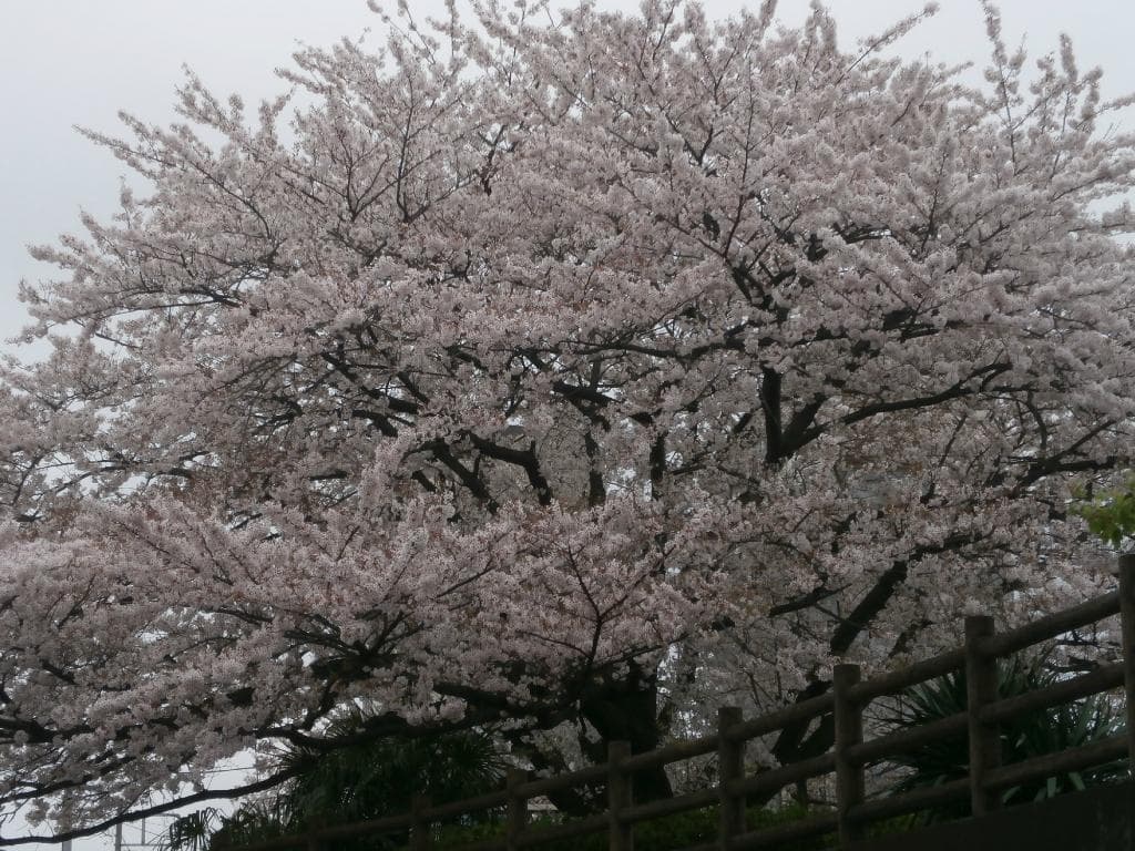 街中の桜