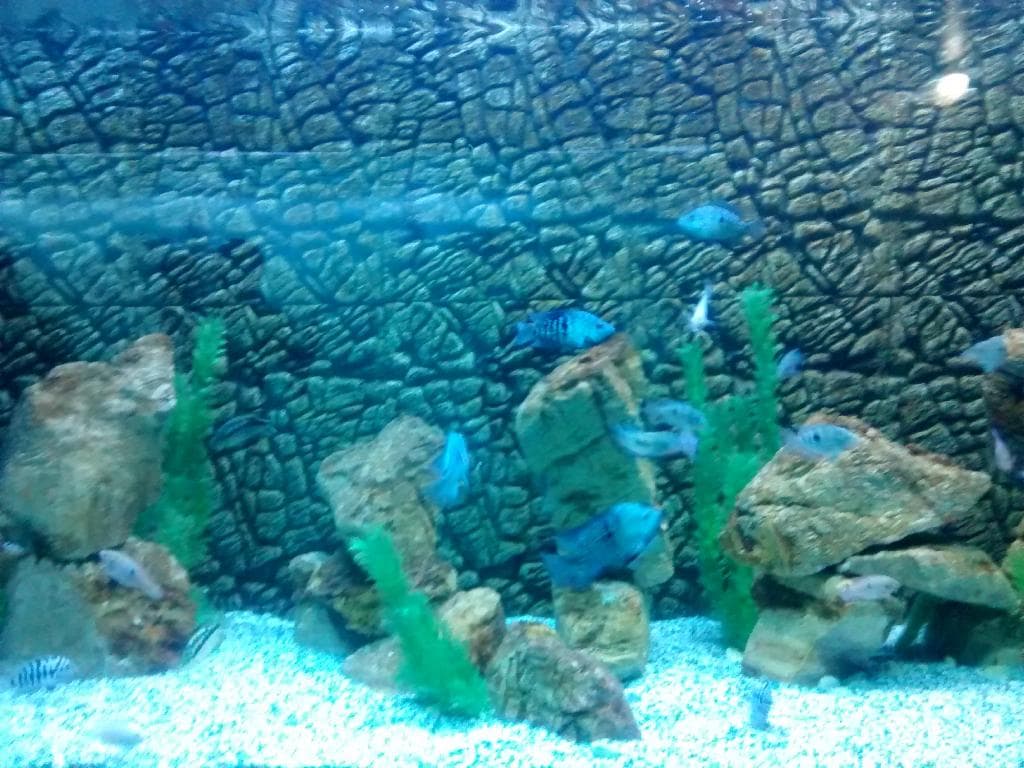Surat Aquarium Pal