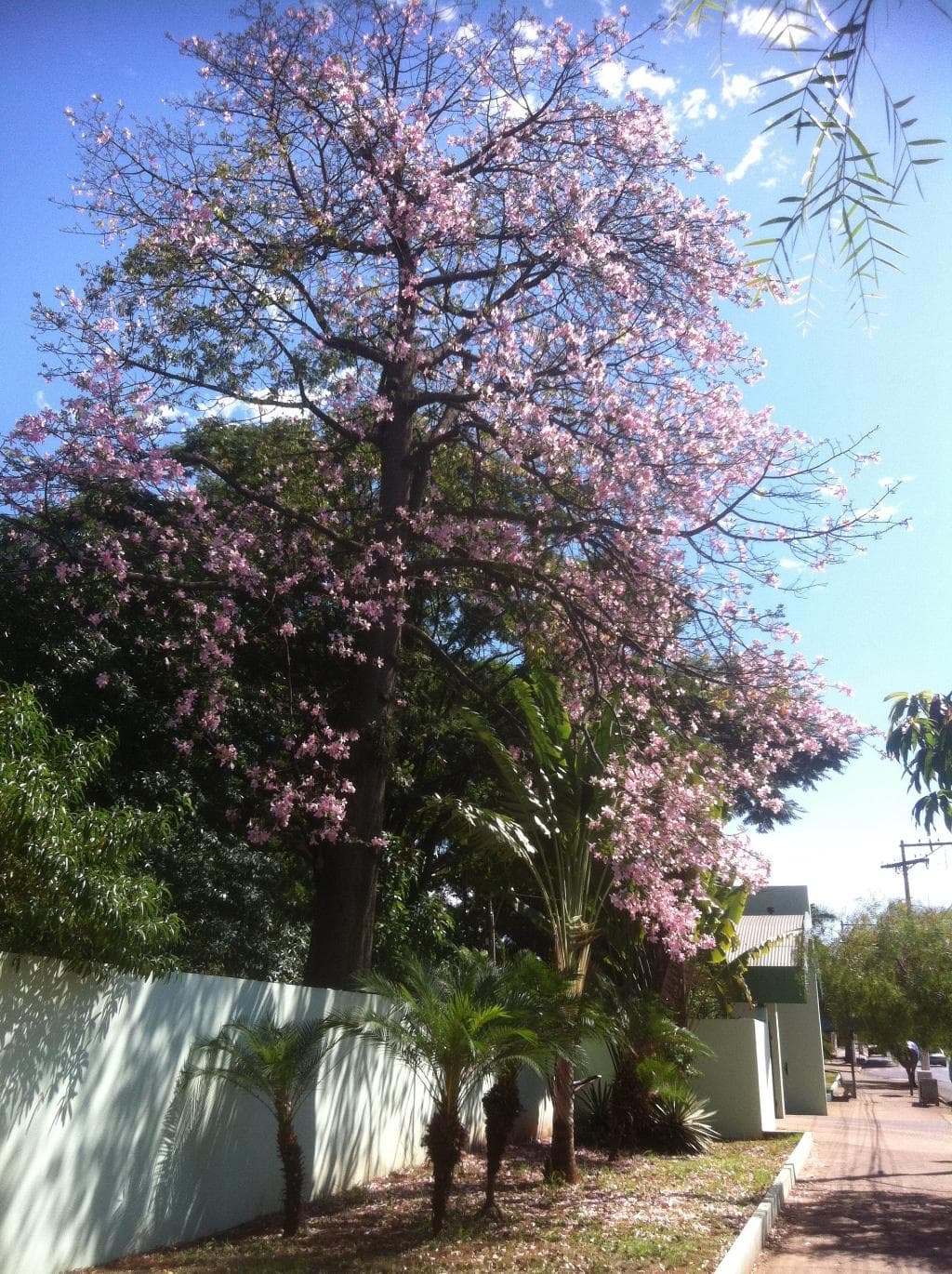 Maravilhoso ipê rosado na fachada do Zoológico