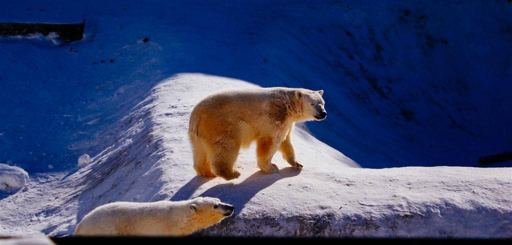 The polar bears Lomonosov and Kolymana are stars of this zoo.