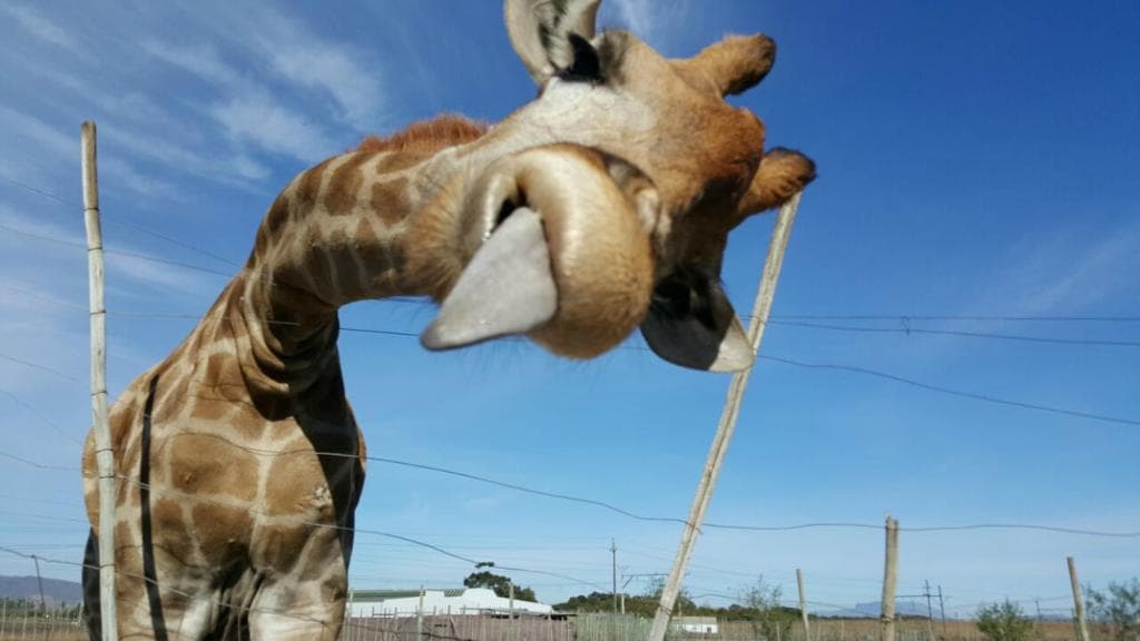 Giraffe?