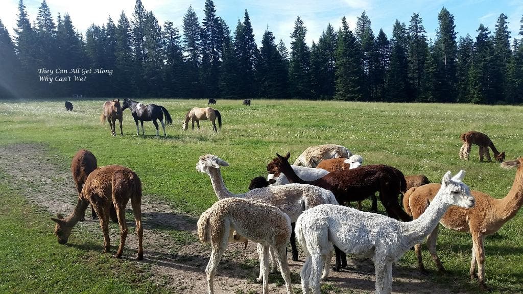 Livestock on the Seven Stars Ranch