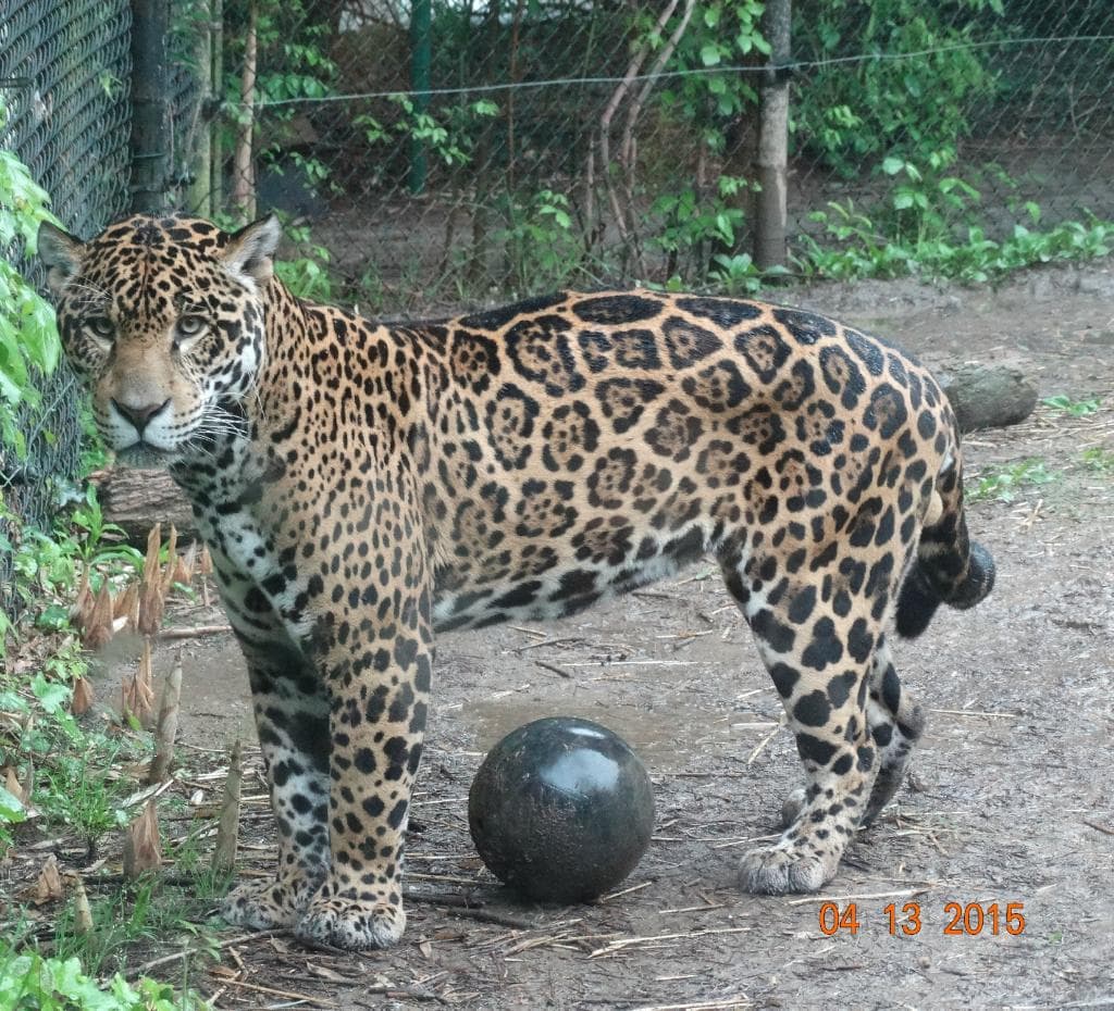 Jaguar.